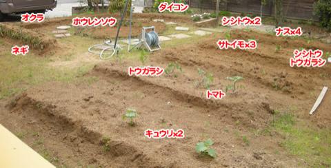 家庭菜園の写真
